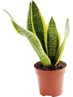 Sansevieria Paşa Kılıcı Peygamber Cicegi