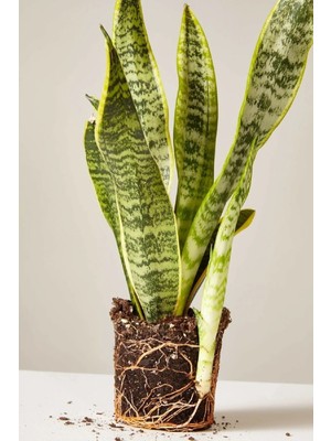 Sansevieria Paşa Kılıcı Peygamber Cicegi