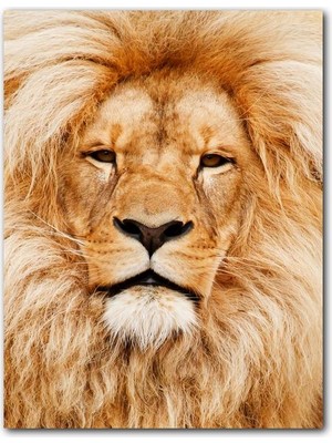 Caka Tablo Ahşap Tablo Yorgun Kral Aslan Yakın Çekim
