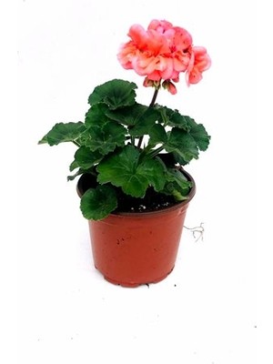 Fidanova Sardunya, Dış Mekan Çiçekli Bitki , 25-30 cm Boyunda, Fidanova