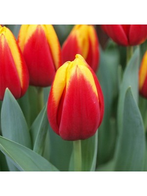 Jan Seignette Sarı Kırmızı Lale Soğanı Floramut 5 Adet Sonbahar Döneminde Dikim İçin Uygun