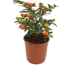 Solanum Pseudocapsicum Bodur Bitki