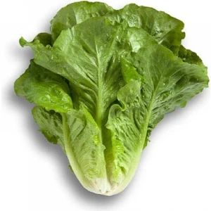 Reyon Bahçe Marul Tohumu Yedikule Kışlık 10 gr