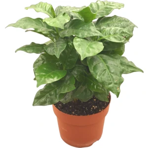 Coffea Arabiaca (Kahve Bitkisi)