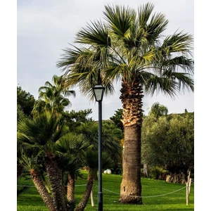 Lala Ahmet Botanik Palmiye Fidanı, (Chamaerops Washingtonia Filifera) Naylon Torbada, Her Mevsim Dikile Bilir