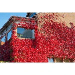 Lala Ahmet Botanik Amerikan Sarmaşığı Fidanı (Parthenocissus Quinquefolia) Tüplü, 40-60 Cm.