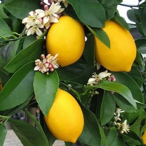 Reyon Bahçe 3 Yaş Aşılı 2 Adet Yediveren Bodur Mayer Limon Fidanı