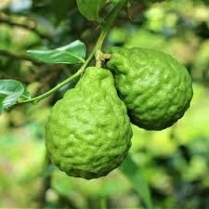 Reyon Bahçe 6 Yaş Aşılı Bergamot Fidanı Saksıda