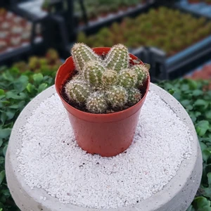 Chamaecereus Yılan Kaktüs