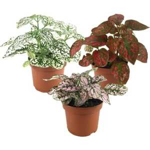 Hypoestes - Hostes Çiçeği 3 Farklı Renk ( 5.5 cm Saksı )