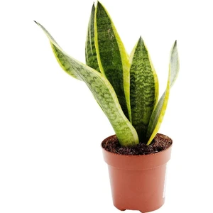Sansevieria Paşa Kılıcı Peygamber Cicegi