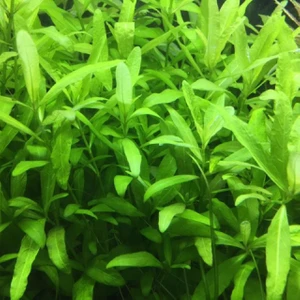 Hygrophila Polysperma Zeytin Akvaryum Bitkisi 5 Dal