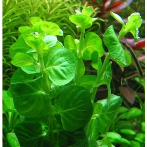 Lysimachia Nummularia Sp Green Akvaryum Bitkisi,canlı Bitki 5 Dal