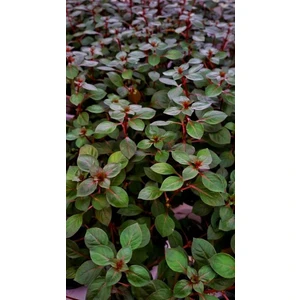 Ludwigia Repens (Gül) Akvaryum Bitkisi 5 Dal