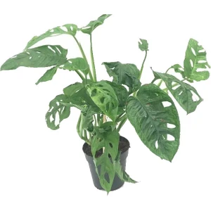 Monkey Monstera, Deve Tabanı, Delikli Yaprak