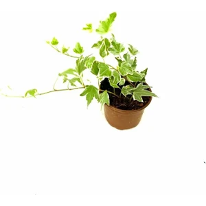 Hedera  ,ev Sarmaşığı 20CM