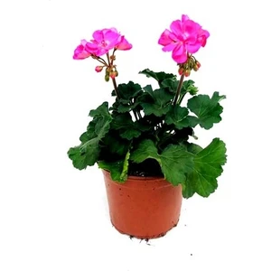 Sardunya, Dış Mekan Çiçekli Bitki , 25-30 cm Boyunda, Fidanova