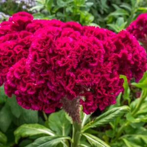 Koyu Pembe Horoz Ibiği Çiçeği TOHUMU-100 Tohum