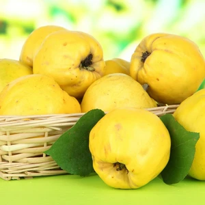 Tüplü Kokulu Ekmek Ayva Fidanı