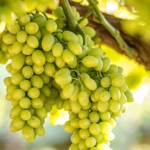 Tüplü Kokulu Aromalı Italia Italyan Üzüm Fidanı