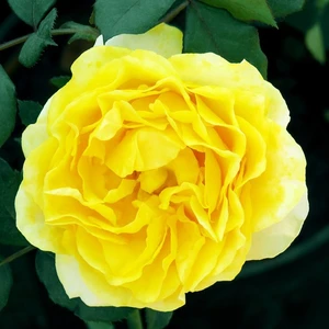 Tüplü Yediveren Sarı Teodora Gül Fidanı