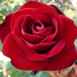 Tüplü Yediveren Kırmızı Marlene Gül Fidanı