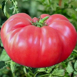 Kokulu Pembe Domates Tohumu-1 Gram