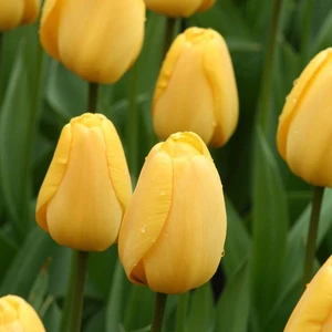 Sarı Golden Brigitta Lale Soğanı-5 Adet