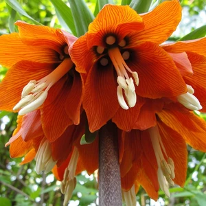 Turuncu Fr.ımp. Aurora Ters Lale Soğanı