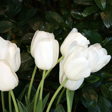 Floramut Beyaz Inzell Lale Soğanı-5