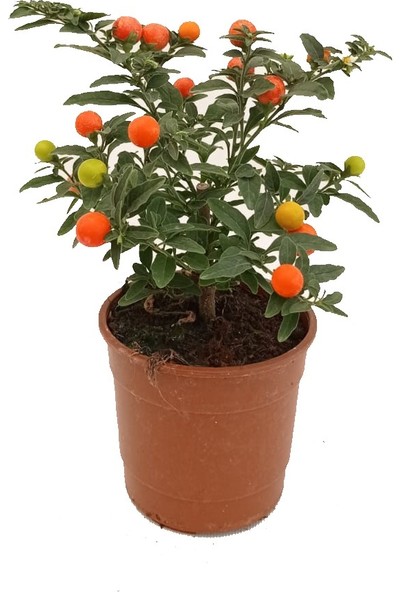 Fidanova Solanum Pseudocapsicum Bodur Bitki