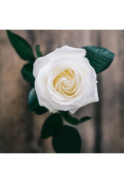 Floramut Tüplü Yediveren Beyaz Vivaldi Gül Fidanı