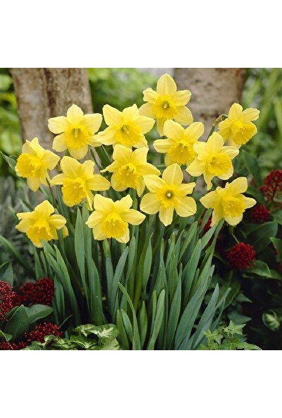 Floramut Göz Alıcı Yellow Carlton Nergis Soğanı-5 Adet