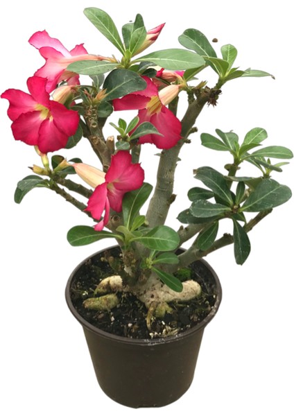 Adenium Obesum (Çöl Gülü)