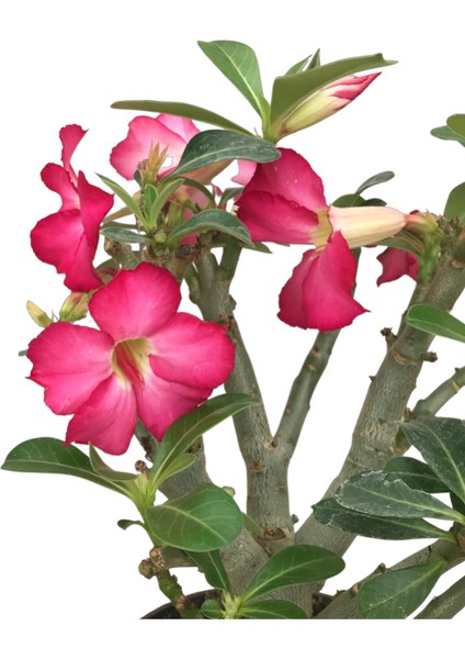 Adenium Obesum (Çöl Gülü) fiyatları