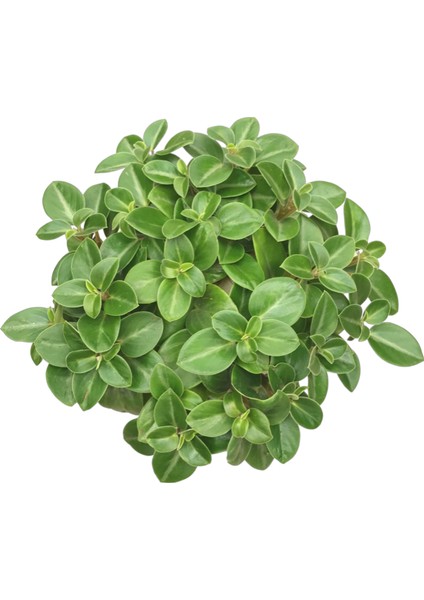 Peperomia Pixie