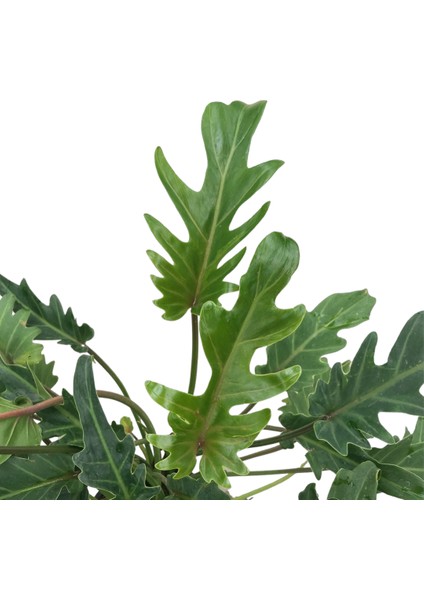 Philodendron Xanadu fiyatları