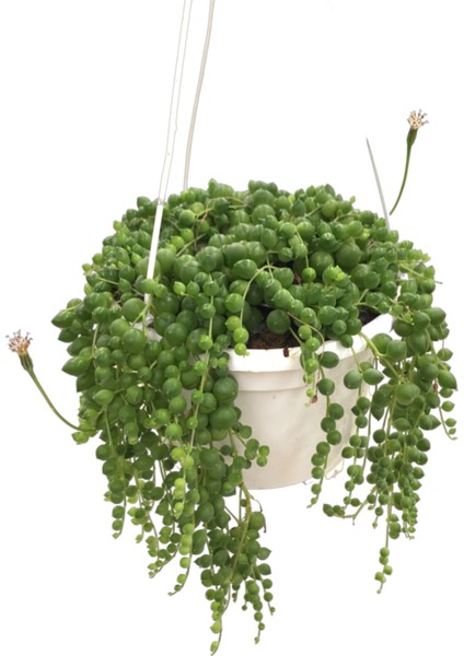 Senecio Herreianus (Tesbih Çiçeği)