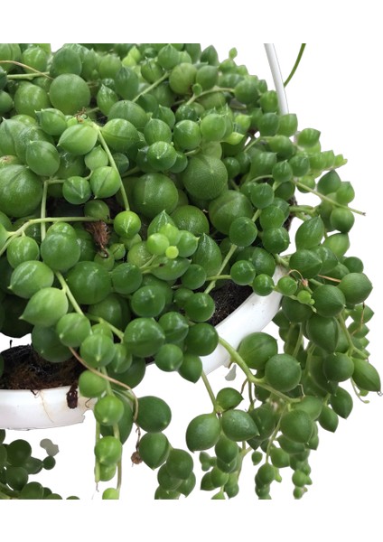 Senecio Herreianus (Tesbih Çiçeği) fiyatları