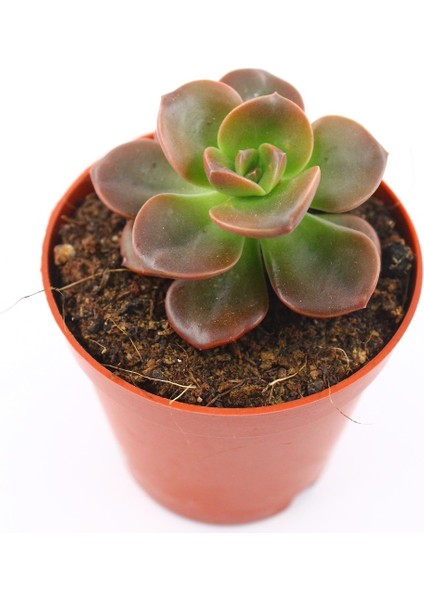 Echeveria Chorama 5.5 cm Saksı