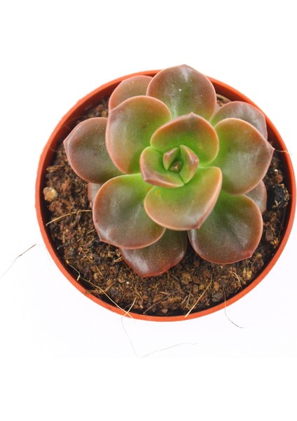 Echeveria Chorama 5.5 cm Saksı