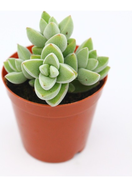 Crassula Moonglow 5.5 cm Saksıda