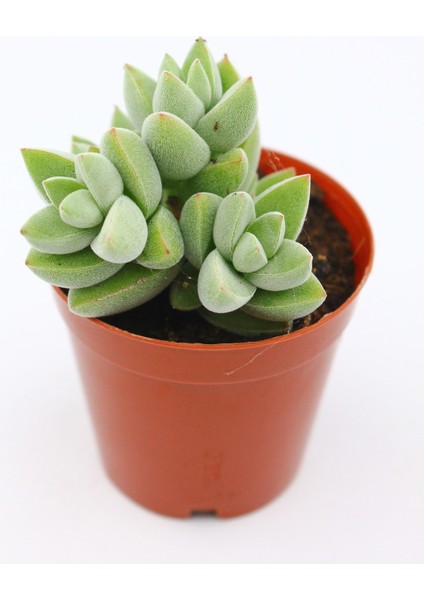 Crassula Moonglow 5.5 cm Saksıda