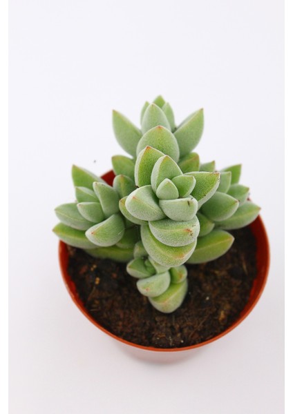 Crassula Moonglow 5.5 cm Saksıda