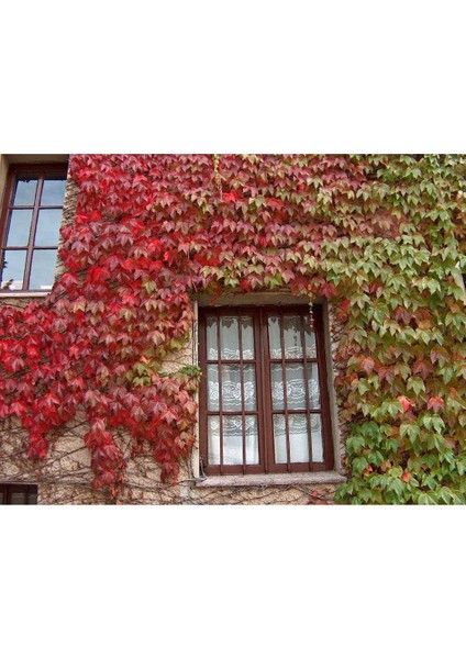 Lala Ahmet Botanik Amerikan Sarmaşığı Fidanı (Parthenocissus Quinquefolia) Tüplü, 40-60 Cm.