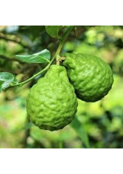 6 Yaş Aşılı Bergamot Fidanı Saksıda