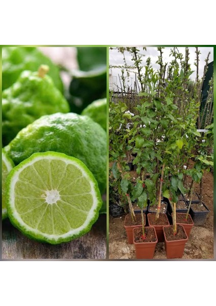 6 Yaş Aşılı Bergamot Fidanı Saksıda fiyatları