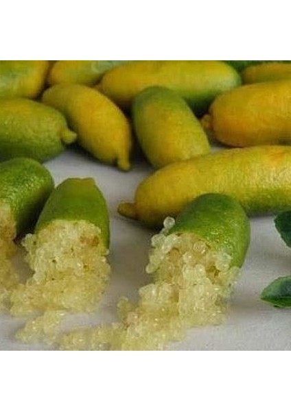 5 Yaş Aşılı Finger Lime Sunshıne Yellow Torbada
