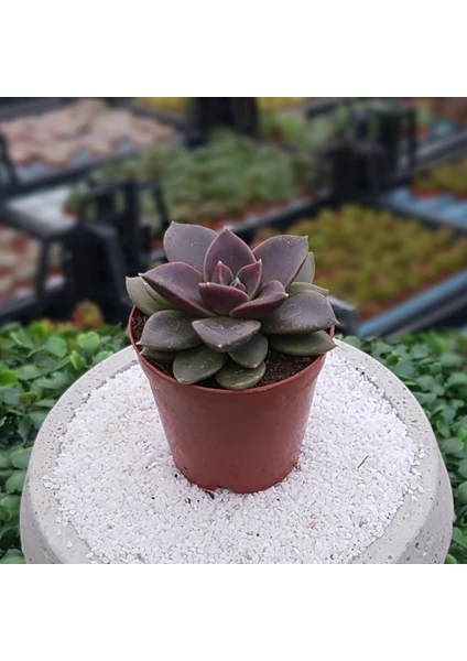 Echeveria Affinis ( Siyah Prens ) Sukulent