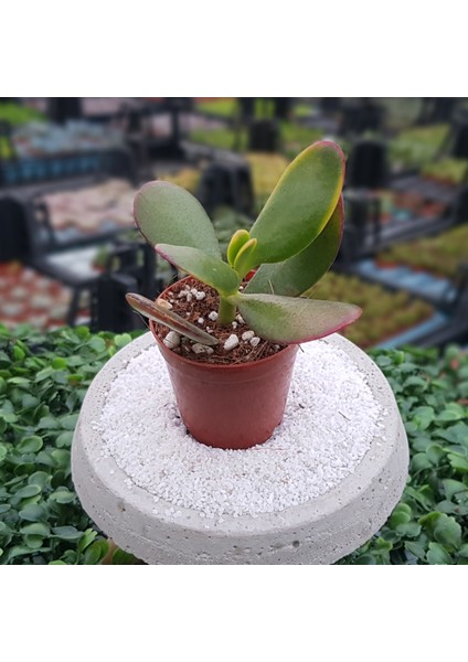 Crassula Ovata Çiçeği